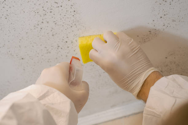 Mold Remediation for Rental Properties in Phoenixville, PA